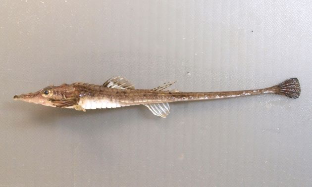 20cm SL 前後になる。吻は細く尖り、非常に細長い。吻下面のヒゲは単一形。