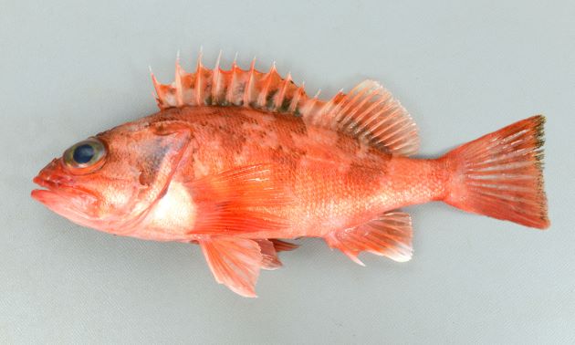 27cm SL前後になる。全体に赤く、尾鰭は截形もしくは微かに湾入するがわかりにくい。側線の上下に褐色帯状に見える斑紋がまったくないものと、あるものがある。［長崎県産。全体に赤く側線の上と真下に褐色の斑紋がある東シナ海など］