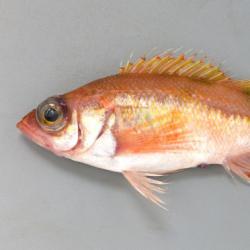 ハツメ 魚類 市場魚貝類図鑑