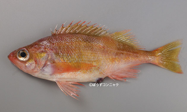 ベスト50 あから 魚 最高の花の画像 ベスト50 あから 魚 最高の花の画像
