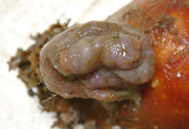 体長10センチを超える。表面が肉こぶ状になり、薄茶色もしくは白い。長い柄状のもので貝などに付着している。