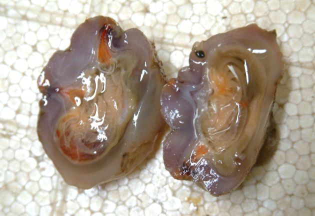体長10センチを超える。表面が肉こぶ状になり、薄茶色もしくは白い。長い柄状のもので貝などに付着している。