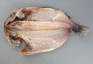 クリックで拡大表示