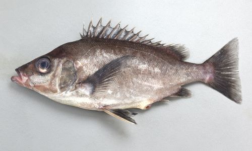 クサカリツボダイ | 魚類 | 市場魚貝類図鑑