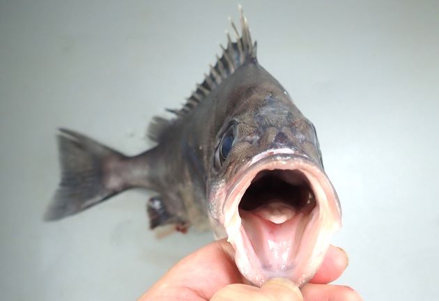 50cm SL 前後になる。頭部は骨質板に覆われる。側扁し体高が高いがツボダイと比べると体高は少し低い。全体が茶褐色もしくは灰色もしくは黒で模様がない。背鰭曲は13-14。［32cm SL・836g］
