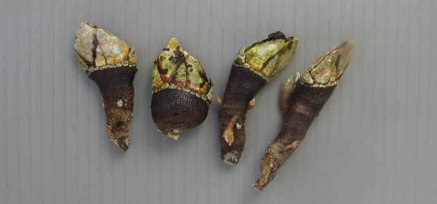 7cm前後になるが普通は3-4cm。鱗状の外壁をもった柄部と爪状のものが閉じた花びら状を形作る頭状部に分かれる。