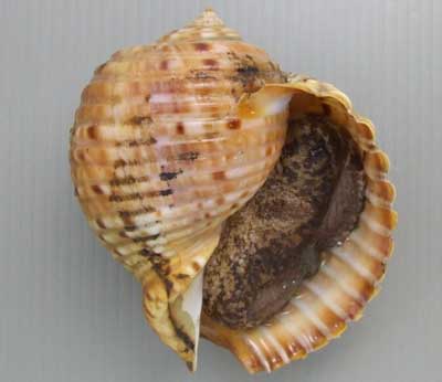超特大タカラ貝11x7x6cm 特大ヤツシロ貝15x10x7cm 超特大タカラ貝11x7x6cm 特大ヤツシロ貝15x10x7cm 超特大タカラ