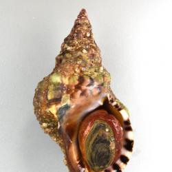 ボウシュウボラ | 軟体 | 市場魚貝類図鑑