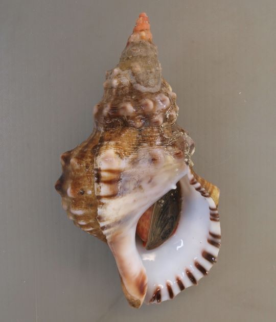 25cm SL前後になる。大型で、非常に貝殻が硬くコツゴツして無骨、いぼの列がある。殻口は白く、外唇に棘状の突起がある。ナンカイボラよりも突起がはっきりして、文様も鮮やか。