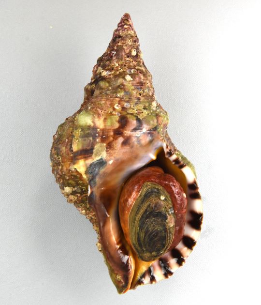 25cm SL前後になる。大型で、非常に貝殻が硬くコツゴツして無骨、いぼの列がある。殻口は白く、外唇に棘状の突起がある。ナンカイボラよりも突起がはっきりして、文様も鮮やか。［24cm SL ・0.75kg］