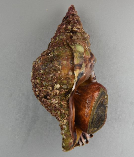 25cm SL前後になる。大型で、非常に貝殻が硬くコツゴツして無骨、いぼの列がある。殻口は白く、外唇に棘状の突起がある。ナンカイボラよりも突起がはっきりして、文様も鮮やか。［24cm SL ・0.75kg］