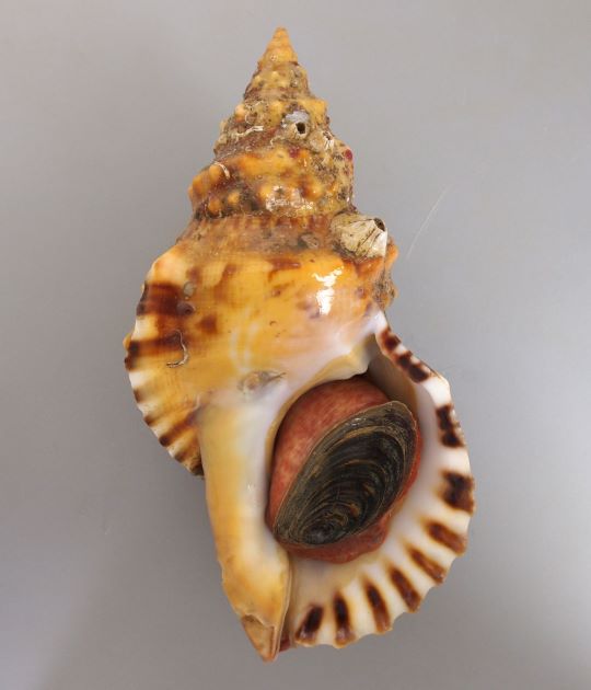 25cm SL前後になる。大型で、非常に貝殻が硬くコツゴツして無骨、いぼの列がある。殻口は白く、外唇に棘状の突起がある。ナンカイボラよりも突起がはっきりして、文様も鮮やか。
