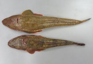 クリックで拡大表示