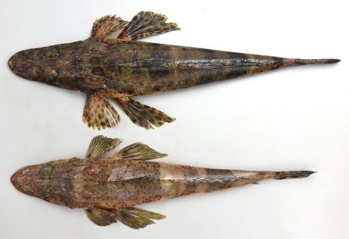 クリックで拡大表示