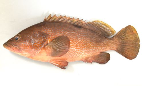 キジハタ (アコウ) | 市場魚貝類図鑑