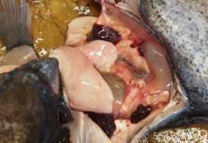 クリックで拡大表示