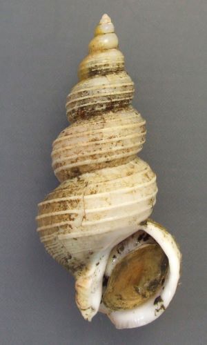 シライトマキバイ トウダイツブ 市場魚貝類図鑑 シライトマキバイ トウダイツブ 市場魚貝類図鑑