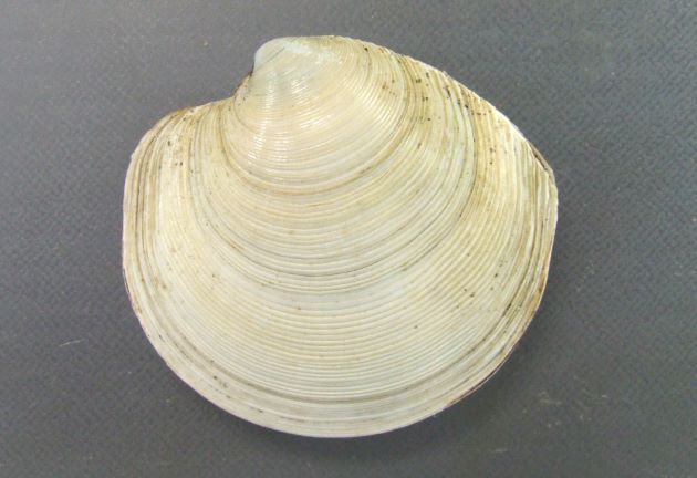 殻長、殻幅ともに８センチ前後で貝殻は白い。円形に近く、膨らみは少ない。規則的な低い輪肋がある。