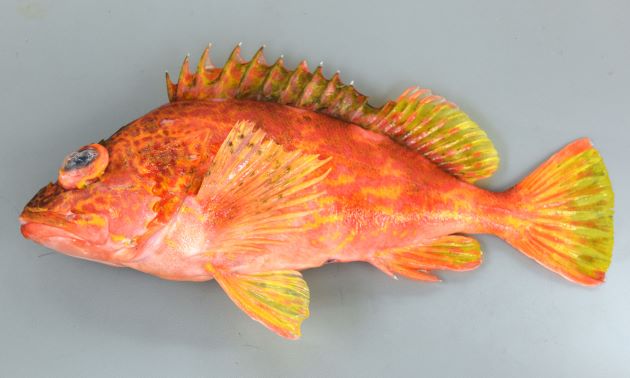 25cm SL 前後になる。形はカサゴに似ているが、眼の真下、頬部分に刺があり、鮮やかな赤色で黄色い網目状の模様がある。尾鰭は截形に近くて少しだけ丸い。