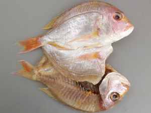 クリックで拡大表示 キダイの開き干し