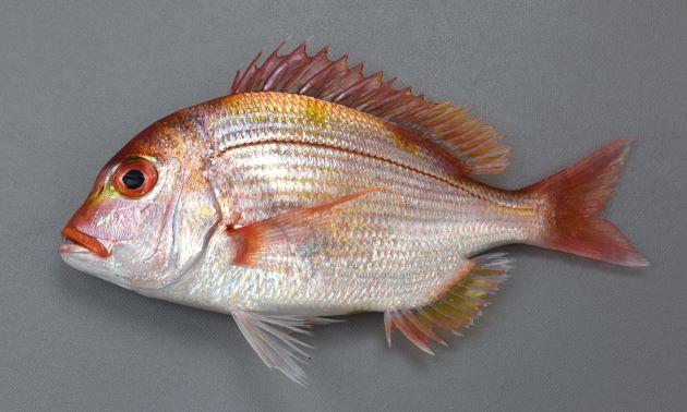 35cm SL 前後になる。黄色いタイだからキダイだけど、決して黄色くはない。むしろ全体に桃色である。楕円形で体高が高く、側扁（左右に平たい）する。黄色く太い横縞が３つ淡く並ぶ。体色は黄色みの強い赤で両眼の間は明らかにこぶ状に膨らむが、大きくなるにしたがいより張り出してくる。両顎には円錐歯があるが臼歯がない。腹鰭以外は薄い赤色をしている。［19cm SL ・251g］