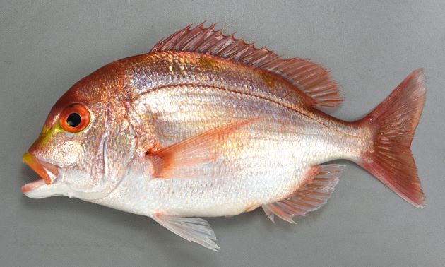 35cm SL 前後になる。黄色いタイだからキダイだけど、決して黄色くはない。むしろ全体に桃色である。楕円形で体高が高く、側扁（左右に平たい）する。黄色く太い横縞が３つ淡く並ぶ。体色は黄色みの強い赤で両眼の間は明らかにこぶ状に膨らむが、大きくなるにしたがいより張り出してくる。両顎には円錐歯があるが臼歯がない。腹鰭以外は薄い赤色をしている。［石花海　25cm SL ・565g］