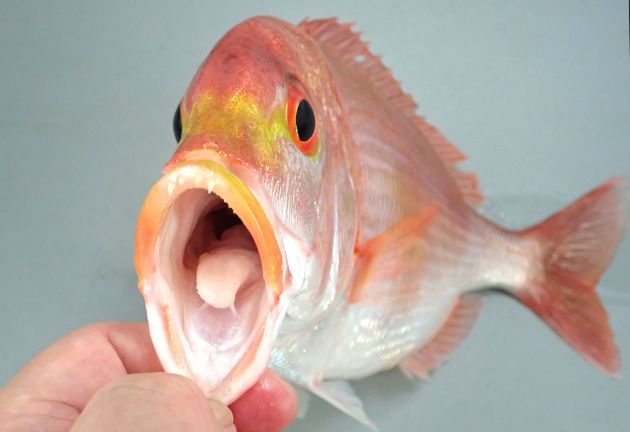 両眼の間は明らかにこぶ状に膨らむが、大きくなるにしたがいより張り出してくる。