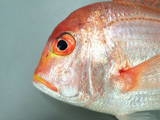 35cm SL 前後になる。黄色いタイだからキダイだけど、決して黄色くはない。むしろ全体に桃色である。楕円形で体高が高く、側扁（左右に平たい）する。黄色く太い横縞が３つ淡く並ぶ。体色は黄色みの強い赤で両眼の間は明らかにこぶ状に膨らむが、大きくなるにしたがいより張り出してくる。両顎には円錐歯があるが臼歯がない。腹鰭以外は薄い赤色をしている。［石花海　25cm SL ・565g］