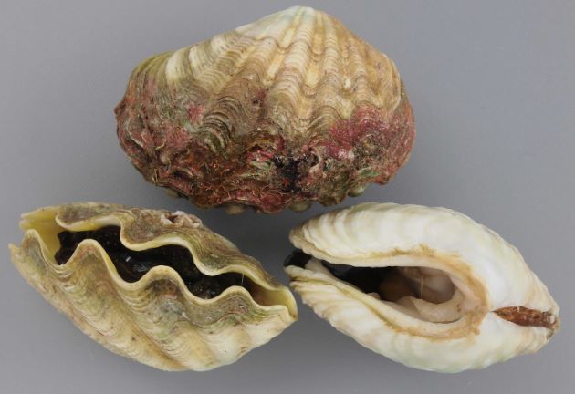 殻長17cm前後（画像では左右）。貝殻はうねり、細かな放射肋がある。