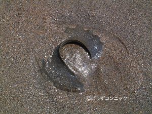 クリックで拡大表示 ツメタガイの卵塊