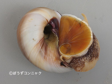 ツメタガイ 軟体 市場魚貝類図鑑 ツメタガイ 軟体 市場魚貝類図鑑