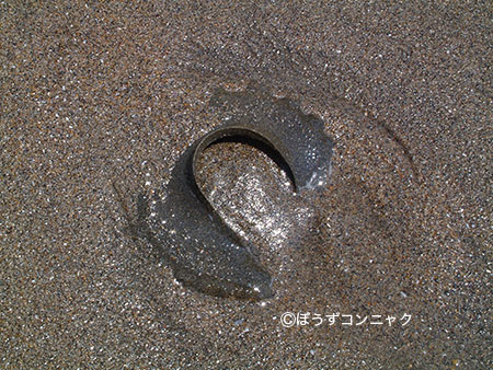 ツメタガイの卵塊