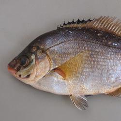 ウミタナゴ 魚類 市場魚貝類図鑑