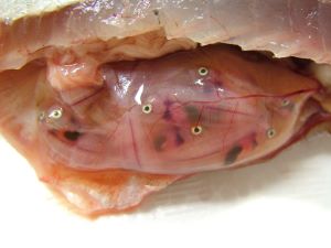 クリックで拡大表示