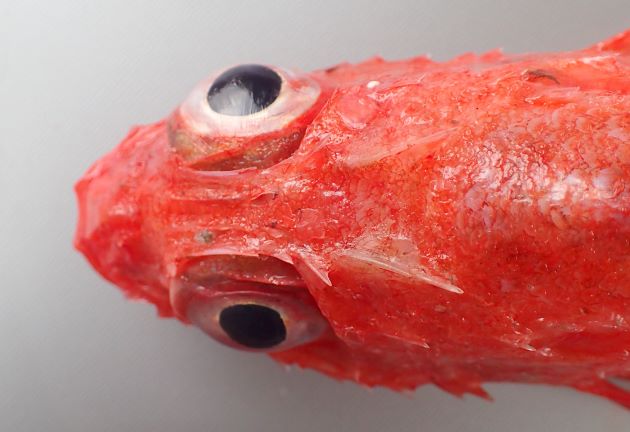 SL 30cm前後になる。鰭も含めて全体に赤く背鰭後部に黒い斑紋がある。胸鰭の中程に欠刻がある。頬部に縦に並ぶ棘がある。