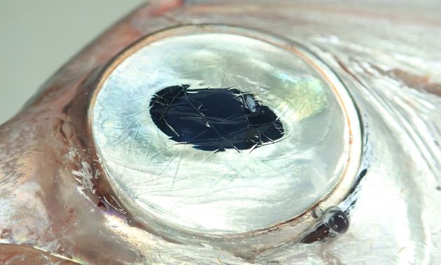 光の届かない深海にも網膜下反射板、タペータム（tapetum）が発達している。