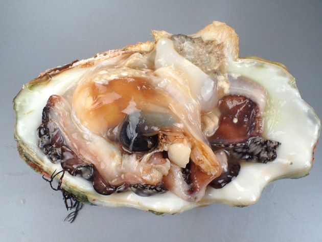 貝殻が重くて硬いが軟体も大きい。向かって左中央よりの黒い部分が腎臓、その左の乳白色の部分が内臓嚢。貝柱は前閉殻筋は退化している。後閉殻筋と後収足筋が中央にある。