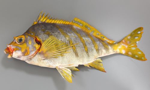 タカノハダイ 魚類 市場魚貝類図鑑