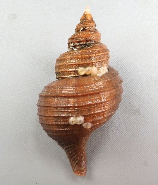 殻長10cm前後になる。貝殻はエゾボラモドキと比べると薄く、硬く、たたくとぱりっと割れる。褐色の殻皮（貝殻を覆う薄い皮）を被り、全体に黒く見える。膨らみは強いものとほっそりしたものがあり、螺肋（貝殻の周りを畝状の筋）はくっきりしている。イソギンチャク類をつけていることが多い。［千葉県銚子産／貝殻が薄く、水管が長く細い］