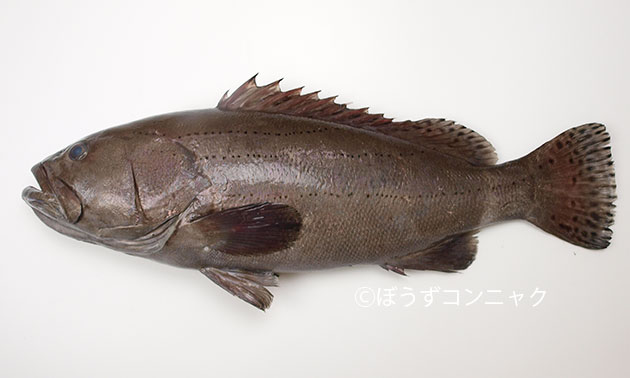 オオスジハタの形態写真