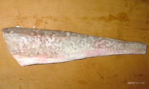 キングクリップ 魚類 市場魚貝類図鑑