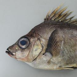 ツボダイ 魚類 市場魚貝類図鑑