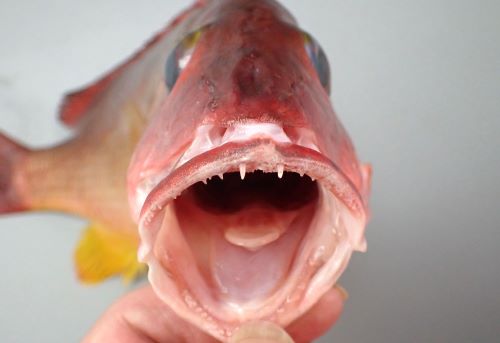 オキフエダイ | 魚類 | 市場魚貝類図鑑