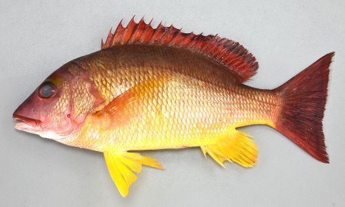 ビタローです ヨスジフエダイ - Wikipedia