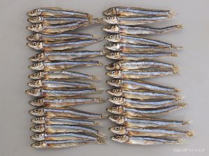 キビナゴ 魚類 市場魚貝類図鑑