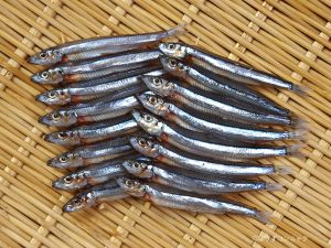 キビナゴ 魚類 市場魚貝類図鑑