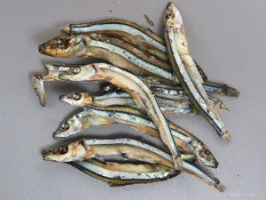 キビナゴ 魚類 市場魚貝類図鑑