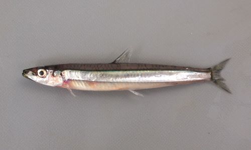 キビナゴ 魚類 市場魚貝類図鑑