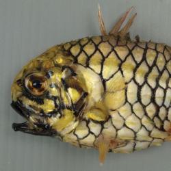 マツカサウオ 魚類 市場魚貝類図鑑 マツカサウオ 魚類 市場魚貝類図鑑