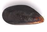 チリノムラサキイガイのサムネイル写真